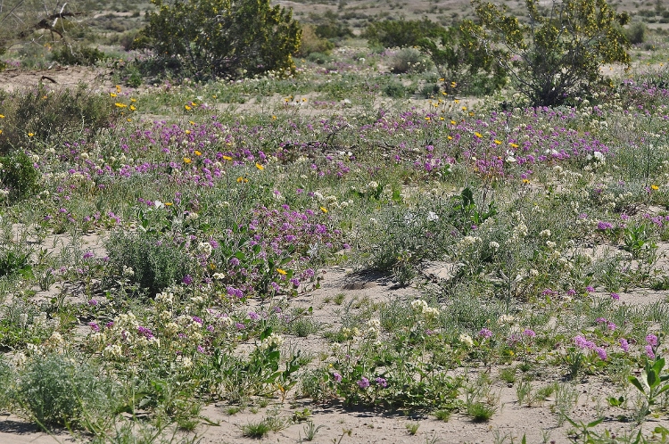 wildflowers